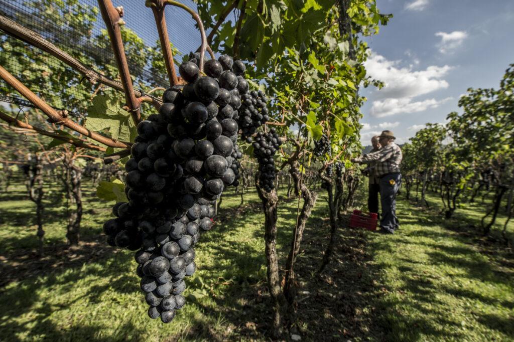 Da Ticinowine, Merlot ma non solo