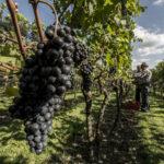 Da Ticinowine, Merlot ma non solo