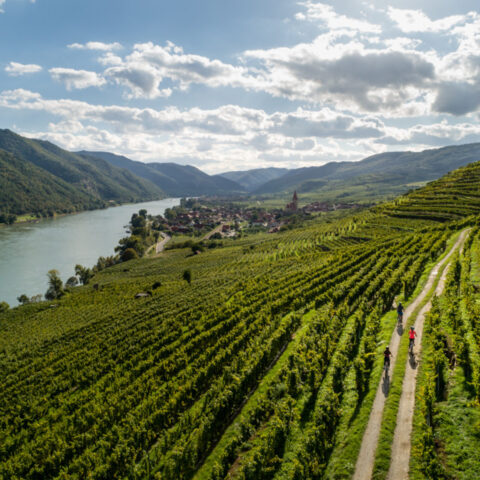 vino vienna