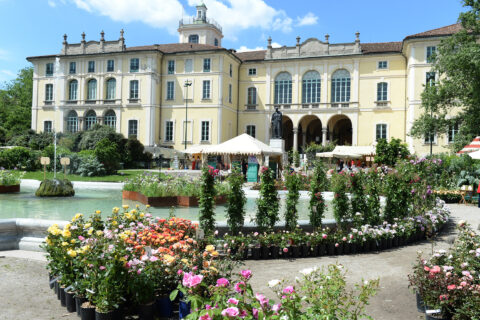 Orticola