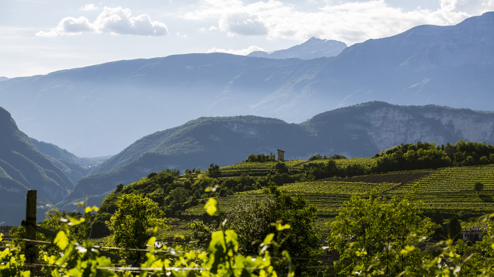 Trentodoc: bollicine di montagna