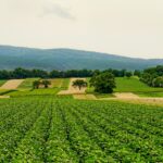 Da Ceresio Investors, prospettive e rischi per il settore agroalimentare
