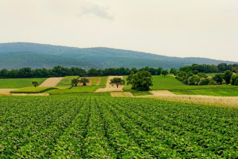 Food Industry Monitor