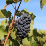 Il Merlot ticinese brilla a Zurigo, trionfo che affonda le radici nella terra
