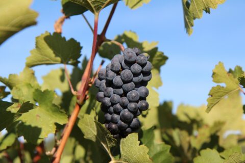 Merlot ticinese