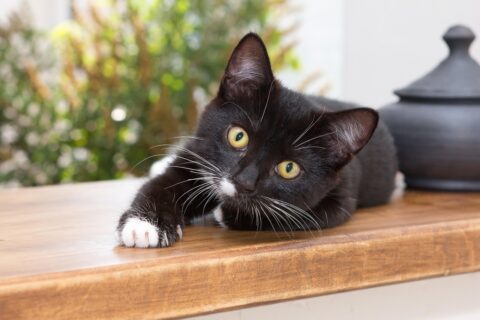 Foto mia Adottare animali abbandonati, il progetto digitale che unisce Italia e Ticino