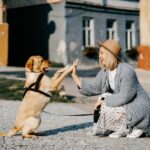 Adottare animali abbandonati: ecco il progetto digitale che unisce Italia e Ticino
