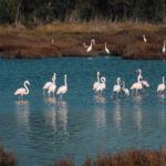 Terralbese e Linas: paesaggi incontaminati, emozioni e tradizioni