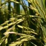 Dalle risaie ai risotti: come il riso è diventato un simbolo della nostra cucina