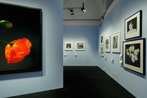 ROBERT MAPPLETHORPE in Milan: over 200 works at Palazzo Reale retrace the American photographer's aesthetic and formal research.