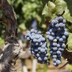 Ticinowine: passione per la terra e per il vino
