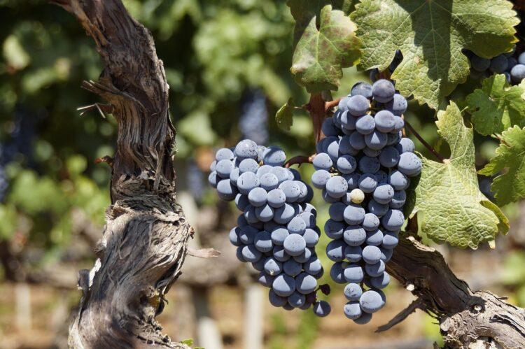 Ticinowine ha assegnato il proprio Premio 2025 alla persona o ente che nel corso dell’anno più si è distinto per il sostegno della filiera vitivinicola cantonale e il Premio alla Carriera e chi ha dedicato tutta la vita all’attività di viticoltore in Ticino. Abbiamo incontrato i due vincitori, la popolare giornalista RSI Lara Montagna e Feliciano Gialdi
