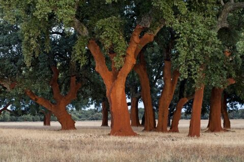 Sughero Amorim e NASA: il materiale naturale protagonista della missione Artemis II, tra innovazione, sostenibilità e tecnologia aerospaziale.