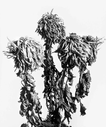 Mostra di Alberto Flammer a Biasca: uno sguardo sull’apparente tra fotografia e memoria Sottotitolo Alla Casa Cavalier Pellanda un percorso espositivo ripercorre trent’anni di attività del fotografo ticinese, tra documentazione del territorio e ricerca artistica Meta description La Mostra di Alberto Flammer a Biasca 