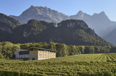 paesaggio vitivinicolo