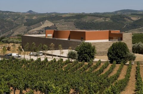 paesaggio vitivinicolo