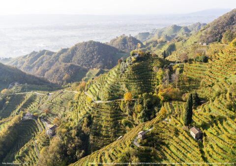 paesaggio vitivinicolo