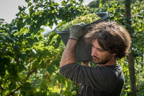 paesaggio vitivinicolo