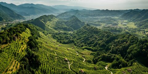 Culture e paesaggi del vino: a Treviso una mostra racconta il futuro delle cantine tra architettura e sostenibilità A Ca’ Scarpa un percorso espositivo indaga l’evoluzione del paesaggio vitivinicolo, il ruolo dell’architettura contemporanea e le nuove sfide della produzione del vino tra tradizione, biodiversità e cambiamento climatico Meta description: Culture e paesaggi del vino è la nuova mostra di Treviso dedicata al paesaggio vitivinicolo, all’architettura delle cantine e alla sostenibilità nel mondo del vino.