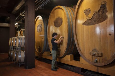 Cantine Aperte in Ticino 2026: due weekend tra degustazioni, territorio e nuove soluzioni di mobilità Cantine