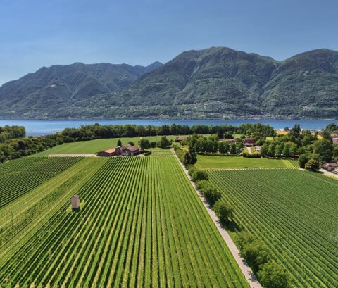 Cantine Aperte in Ticino 2026: due weekend tra degustazioni, territorio e nuove soluzioni di mobilità Cantine 