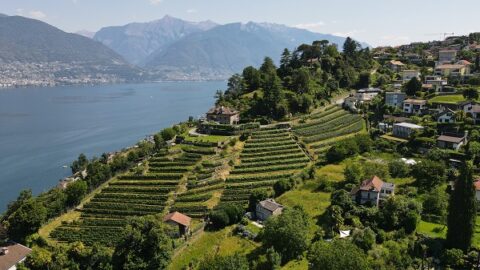 Cantine Aperte in Ticino 2026: due weekend tra degustazioni, territorio e nuove soluzioni di mobilità