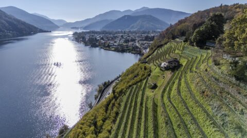 Cantine Aperte in Ticino 2026: due weekend tra degustazioni, territorio e nuove soluzioni di mobilità