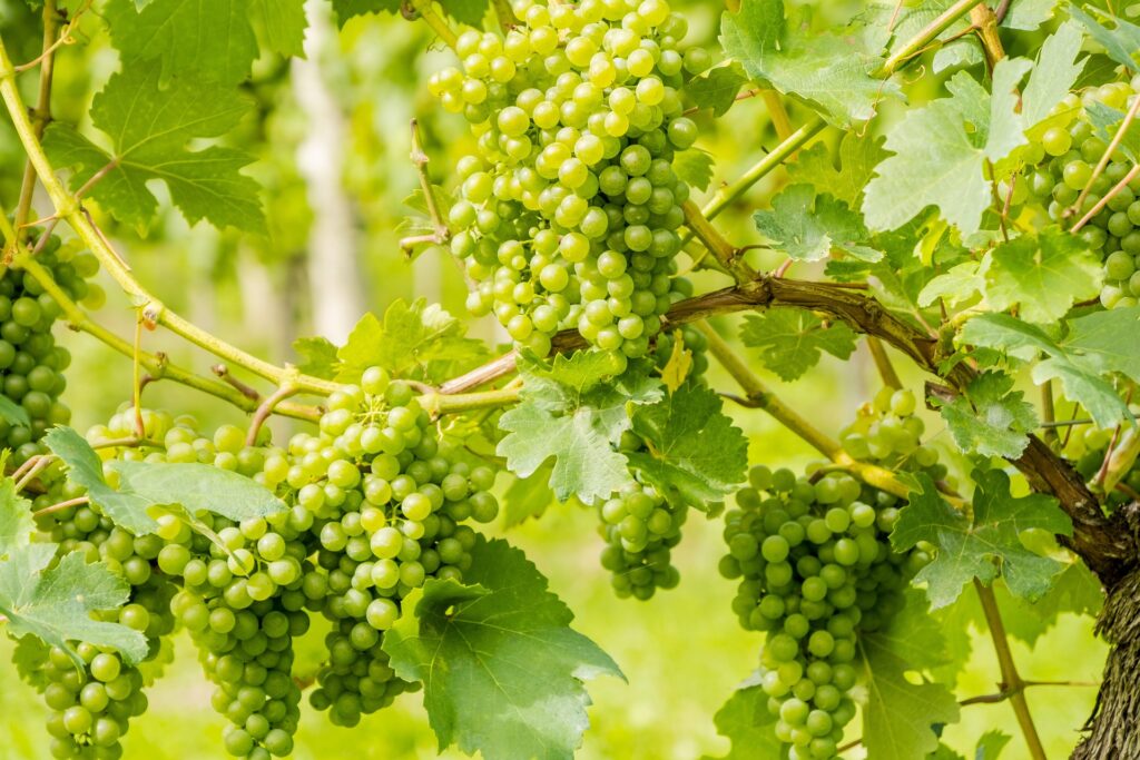 Vendemmia 2026, la viticoltura ticinese tra siccità, mercato e nuove strategie