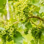 Vendemmia 2026, la viticoltura ticinese tra siccità, mercato e nuove strategie