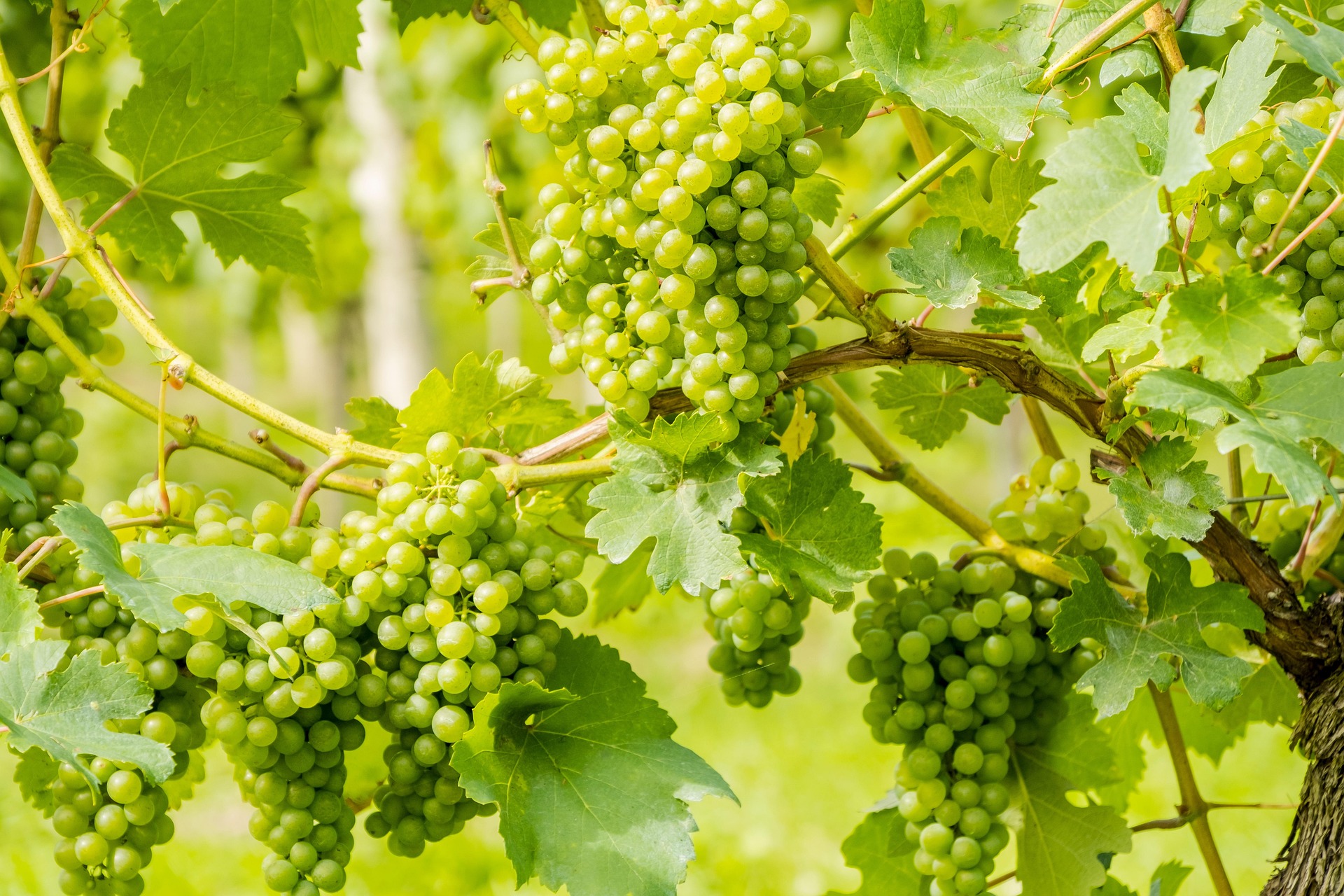 Vendemmia 2026, la viticoltura ticinese tra siccità, mercato e nuove strategie