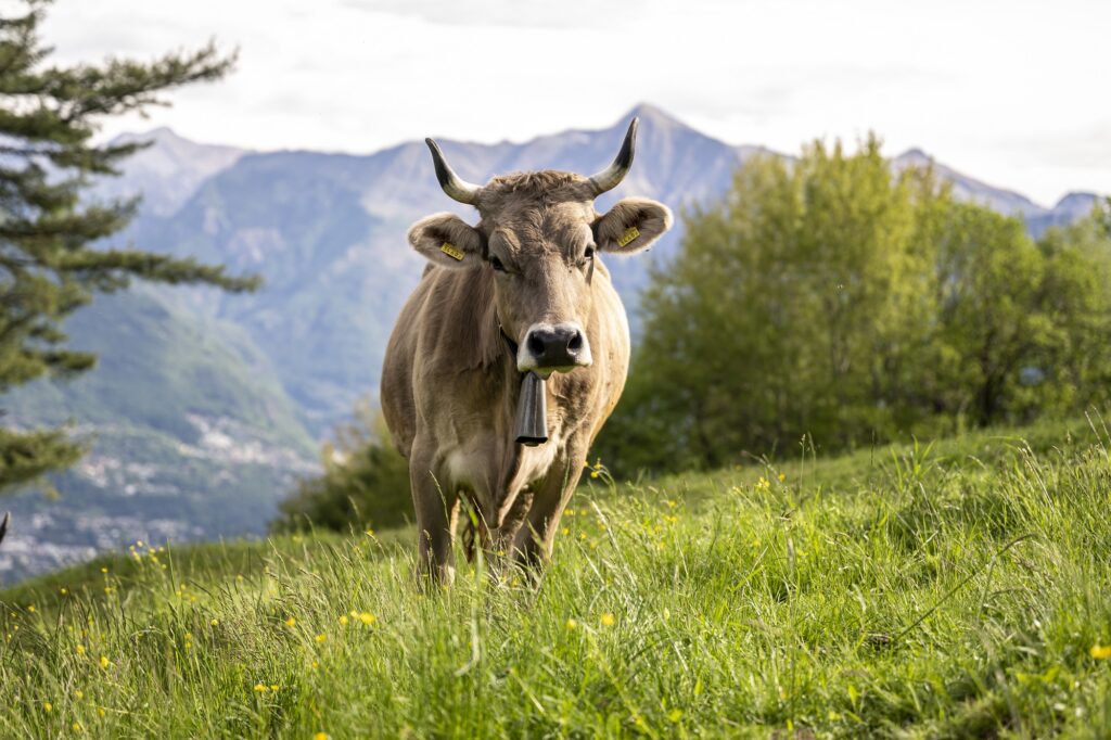 La filiera lattiero-casearia ticinese verso una nuova fase di collaborazione