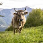 La filiera lattiero-casearia ticinese verso una nuova fase di collaborazione