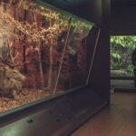 Il Museo cantonale di storia naturale di Lugano conquista il Prix Museum 2026
