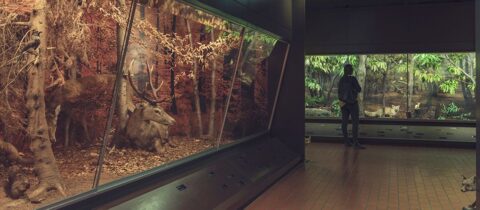 Il Museo cantonale di storia naturale di Lugano