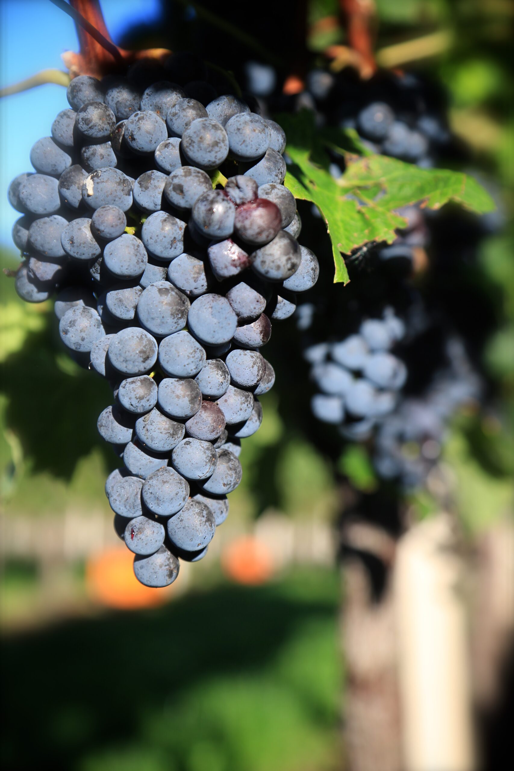 Ticino Gourmet e la sfida della viticoltura ticinese contro il cambiamento climatico