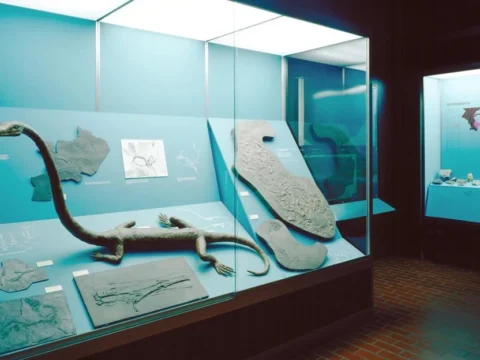 Il Museo cantonale di storia naturale di Lugano